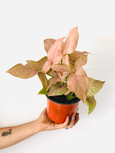 Syngonium Pink (rosa) O Neon Planta De Interior