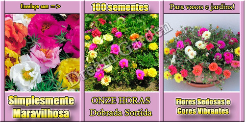 Onze Horas Dobrada Sortida Sementes Flor Para Muda | Parcelamento sem juros