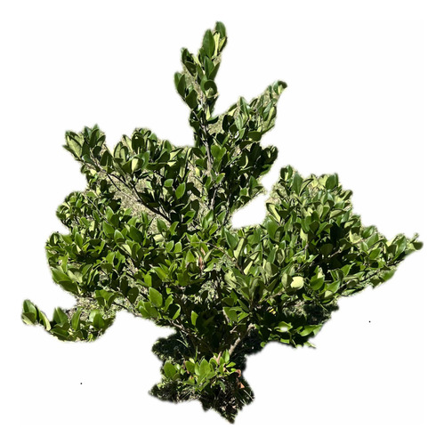 Planta Cerco Vivo Oleo Texano Olea Texana Arbusto Oferta