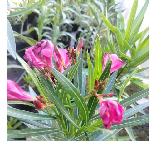 Laurel De Flor Plantas Cerco Vivo Perimetral 