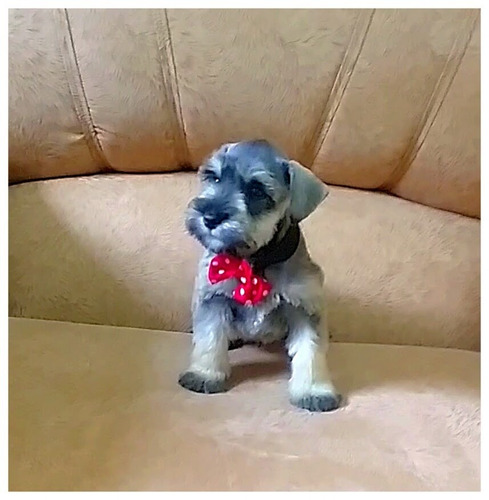 Schnauzer Minitoy Los  Originales Miny Garantizados