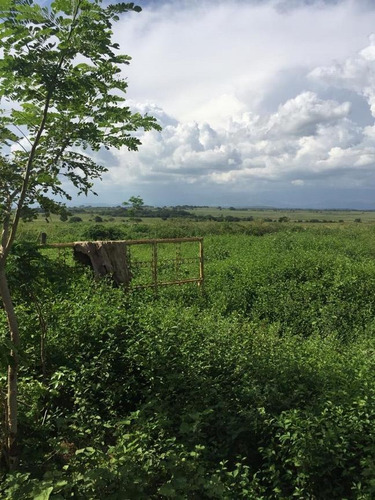 Imagen 10 de 14 de Finca En Venta Areo - Municipio Cedeño