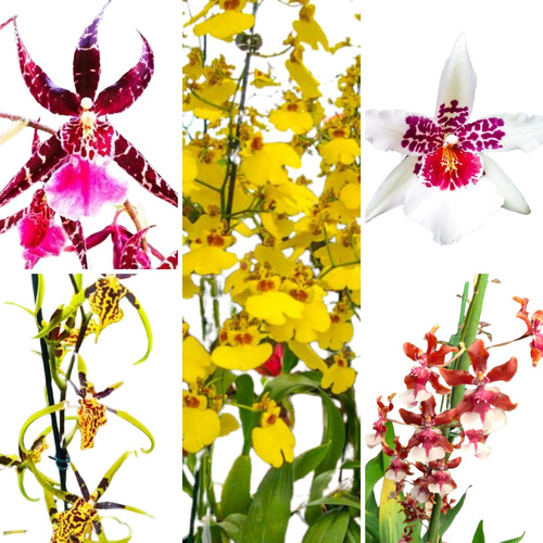 Kit 10 Mudas De Orquidea Oncidium Especies Lindas