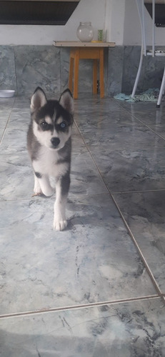 Imagem 1 de 5 de Husky Siberiano