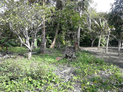 Venta Finca Terreno 5000 M² En Juana Moza Tuxpan Veracruz
