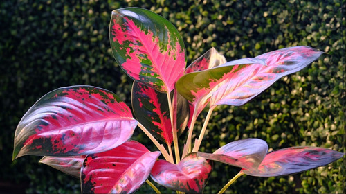 500 Semillas De Alocasia Colores Variados + Abono De Regalo