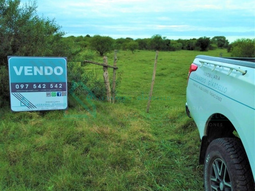 Imagen 4 de 6 de Carmelo - Chacra A 5 Km. De La Ciudad