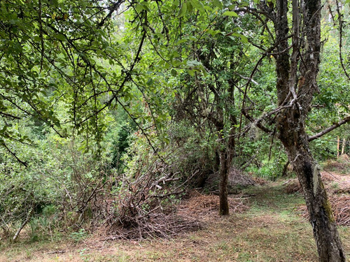 Parcela De 7.500 Mt2 En Sector Puninque