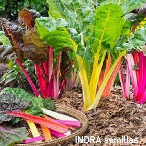 Acelga Arco Iris -semillas (22)