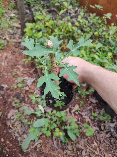 Plantin Margarita De Arbol