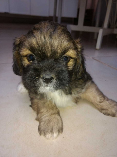 Imagem 3 de 3 de Lhasaapso
