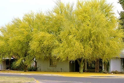 Cinacina, Palo Verde, Espino De Jerusalén, Parkinsonia 30lts