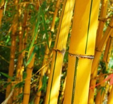Caña Bambú Vittata 15 Litros. 1,5 Alto. Herbácea. Cerco Alto