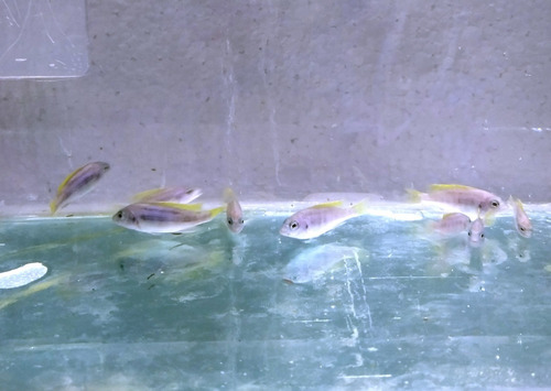 Pseudotropheus Acei X 20 - Peces Ciclidos Africanos - Mbunas