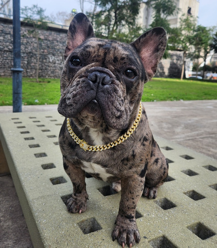 Bulldog Frances Servicio Stud Blinde Merle Gen Blue
