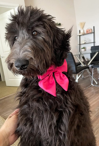 Maca Bates Collar Perro Lazo Rojo Rosa Pajarita Mmg