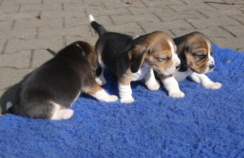 Maravillosos Beagle Enanos
