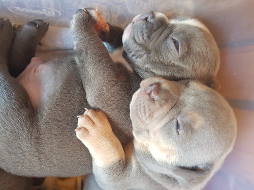 American Bully Cachorros Registro Abkc Al Día