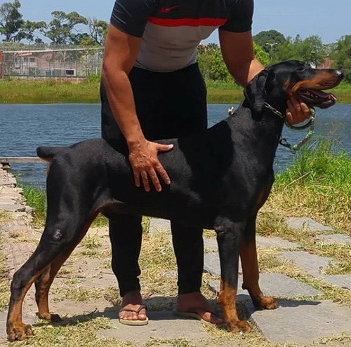 Doberman Europeu Filhotes (entrega Com 45 Dias)