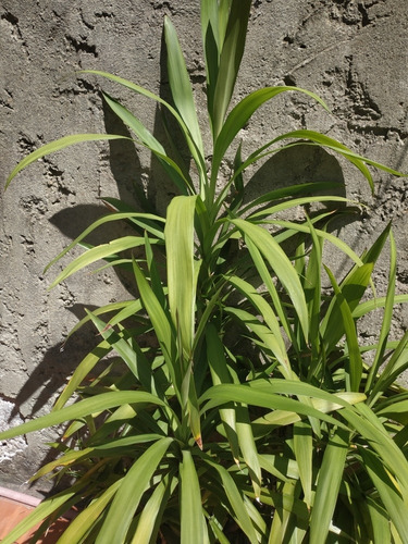 Plantas Gdes Helecho Exterior Duranta Drascena Yuca Y Más