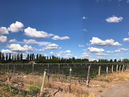 Finca Productiva Colonia Helena San Rafael Mendoza