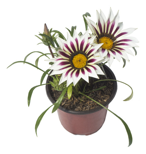 Gazania Blanca Rayada (gazania) En Maceta