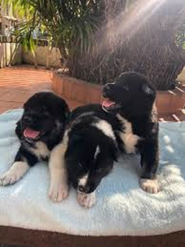 Imagen 3 de 3 de Akita Americano