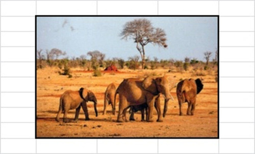 Pintura Diamante 5d 50 X 65cm Elefantes Manada