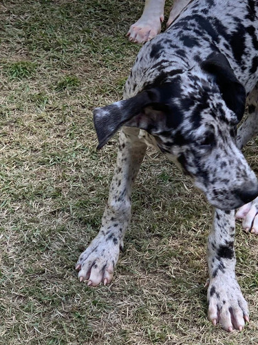 Dogue Alemão Merle Arlequim E Boston Lindíssimos