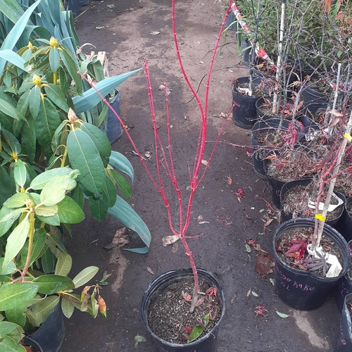 Imagen 5 de 5 de Arbol Acer Sango Kaku, Arce Japonés, Arce Enano 5lts