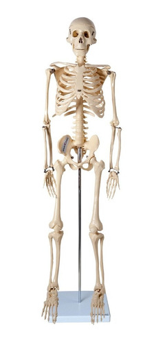 Esqueleto 85 Cm Anatomia Humana Em Resina Com Suporte