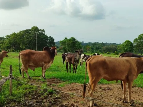 Em Finca En Venta En La Fría