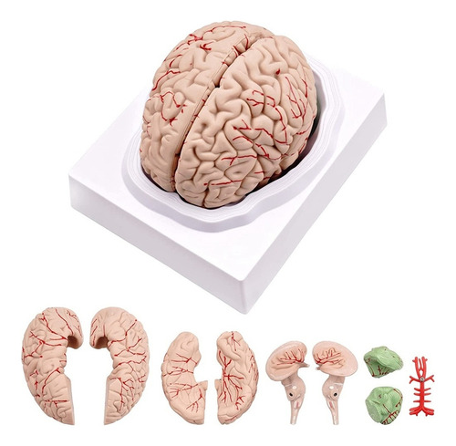 Cerebro Humano, Modelo Anatomía Del Cerebro Humano De Tam ,