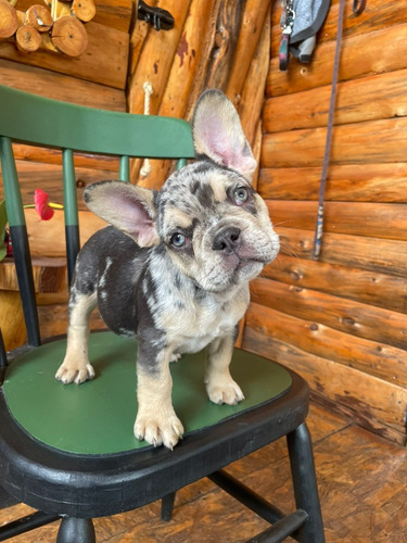 Cachorro Bulldog Francés Exoticos