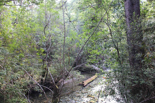 Campo De 326 Hectáreas En Llanada Grande, Cochamó.