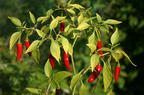 15 Semillas Chile Pimiento Mini Rojo, No Pica