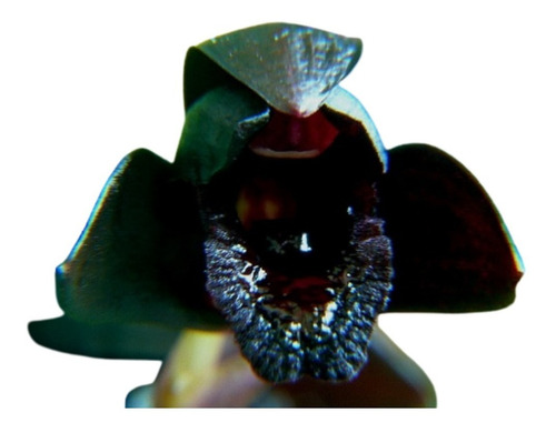 Muda De Maxillaria Schunkeana (orquídea Negra) No Vaso