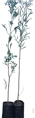 Acacia Negra.