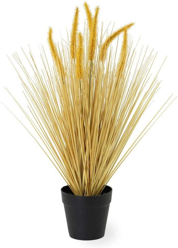 Planta De Hierba Decorativa En Maceta Golden Dogtail