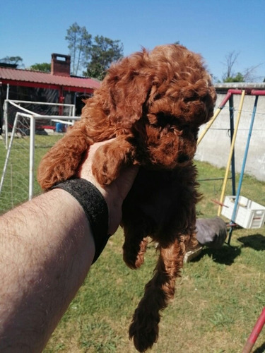 Imagen 3 de 8 de Caniche Pelirrojo, Aceptamos Tarjeta!nacen En Marzo