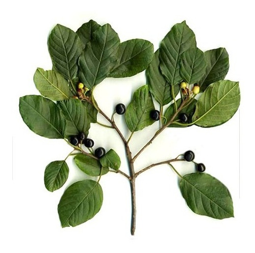 Cáscara Sagrada En Polvo - 100% Natural 100 Gramos