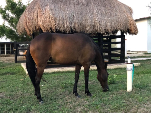 Yegua Paso Fino Con Registro 8 Años De Edad