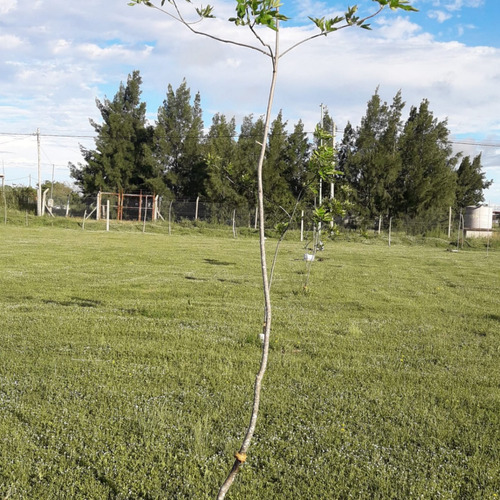 Casa Quinta En Venta De 230m2 Ubicado En Berisso - Bs As