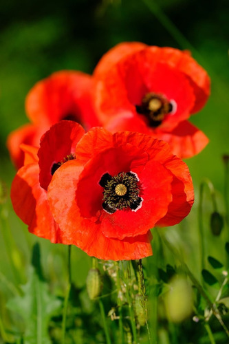 Abono Para La Floración De Papaver Amapola Oriental