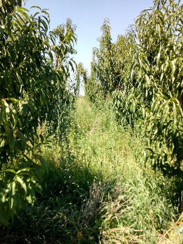 Imagen 22 de 25 de Venta De Finca 14 Ha En Producción - San Rafael Mendoza