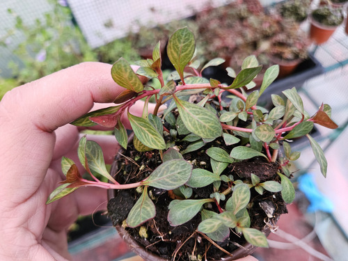 Ludwigia Red Skeleton, Musgo (Usado)