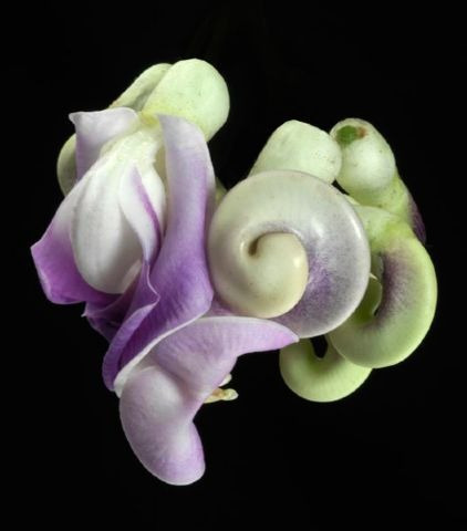 Sementes Trepadeira Caracol Perfumada Flor - Vigna Caracalla