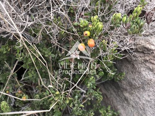 Venta Sitio En Arrayan Costero, La Serena