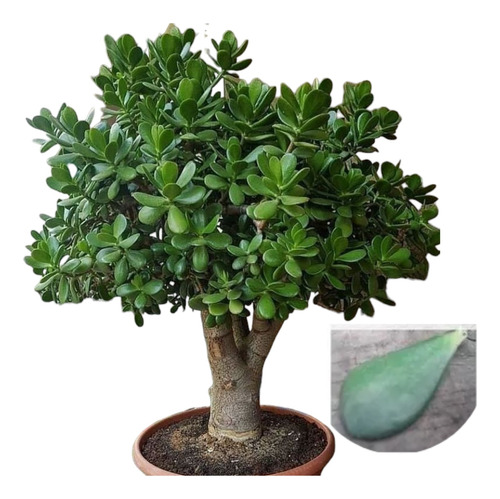 5 Semillas De Suculenta Crassula Ovata ( Arbol De Jade)