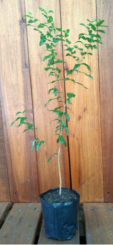 Árbol Nativo Arrayán (frutal Nativo). Chico: 60cm